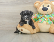 6 week old Morkie Puppy For Sale - Lone Star Pups