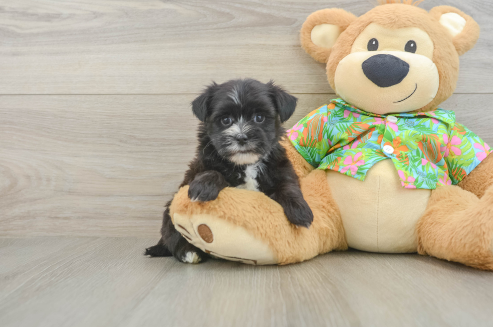 5 week old Morkie Puppy For Sale - Lone Star Pups