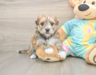 5 week old Morkie Puppy For Sale - Lone Star Pups