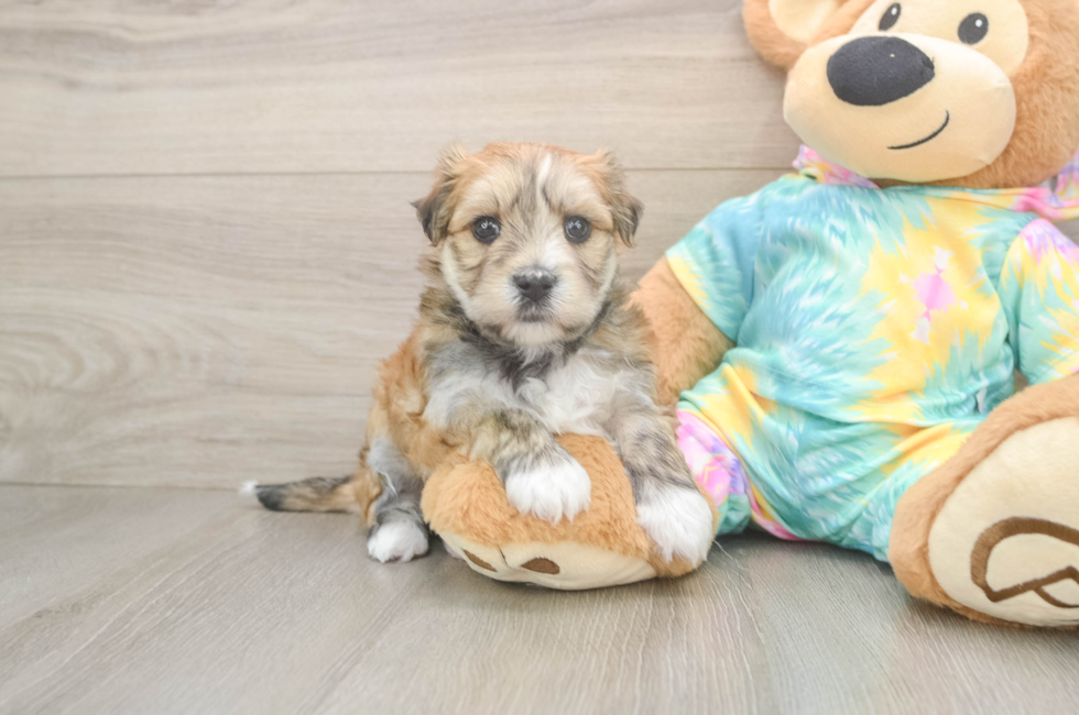 5 week old Morkie Puppy For Sale - Lone Star Pups