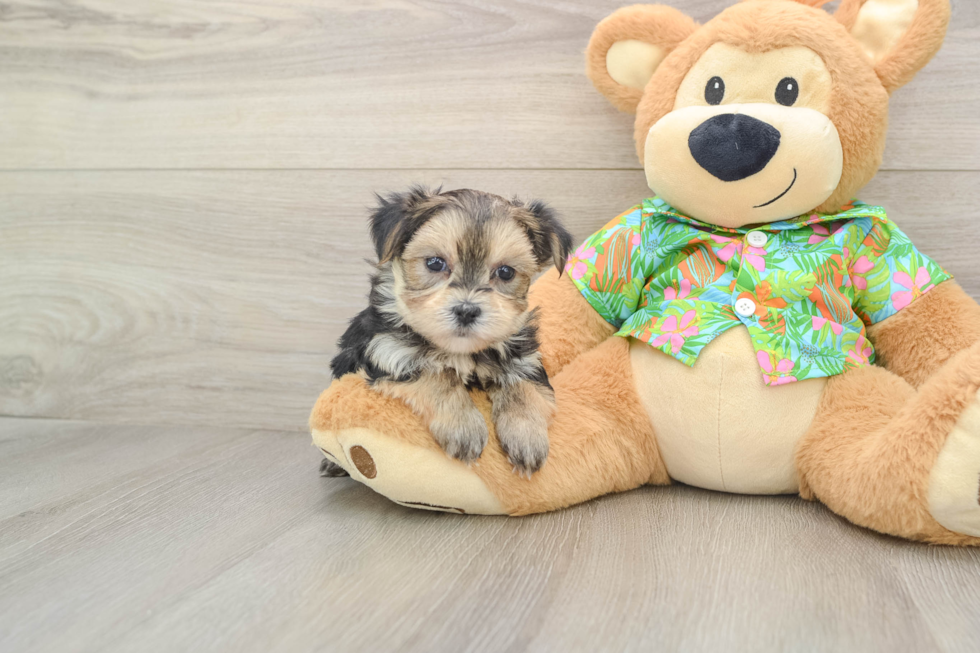 Funny Morkie Designer Pup