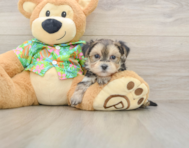 5 week old Morkie Puppy For Sale - Lone Star Pups