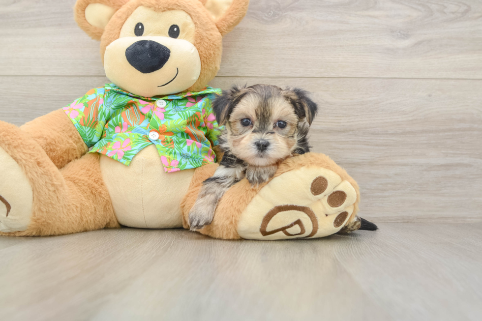 Best Morkie Baby