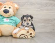 6 week old Morkie Puppy For Sale - Lone Star Pups