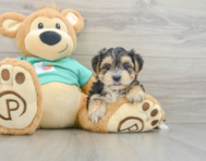 5 week old Morkie Puppy For Sale - Lone Star Pups