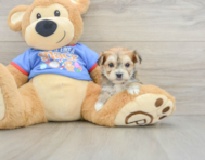 5 week old Morkie Puppy For Sale - Lone Star Pups