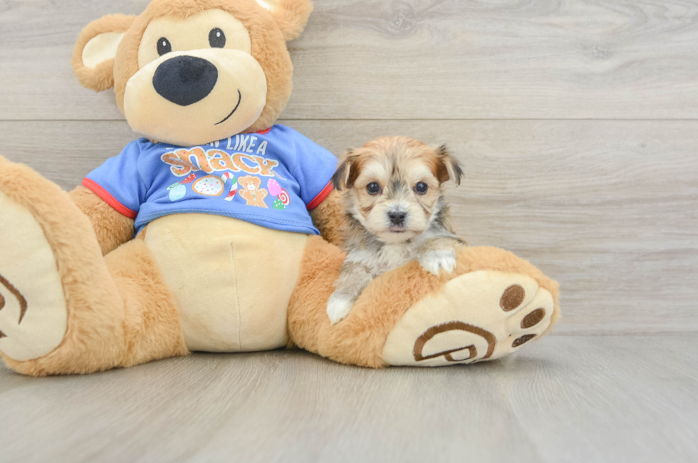 5 week old Morkie Puppy For Sale - Lone Star Pups