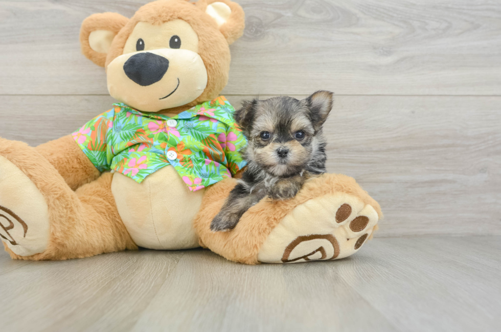 6 week old Morkie Puppy For Sale - Lone Star Pups