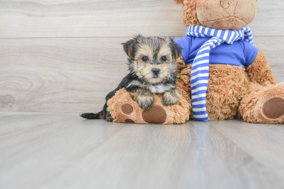 Morkie Puppy for Adoption