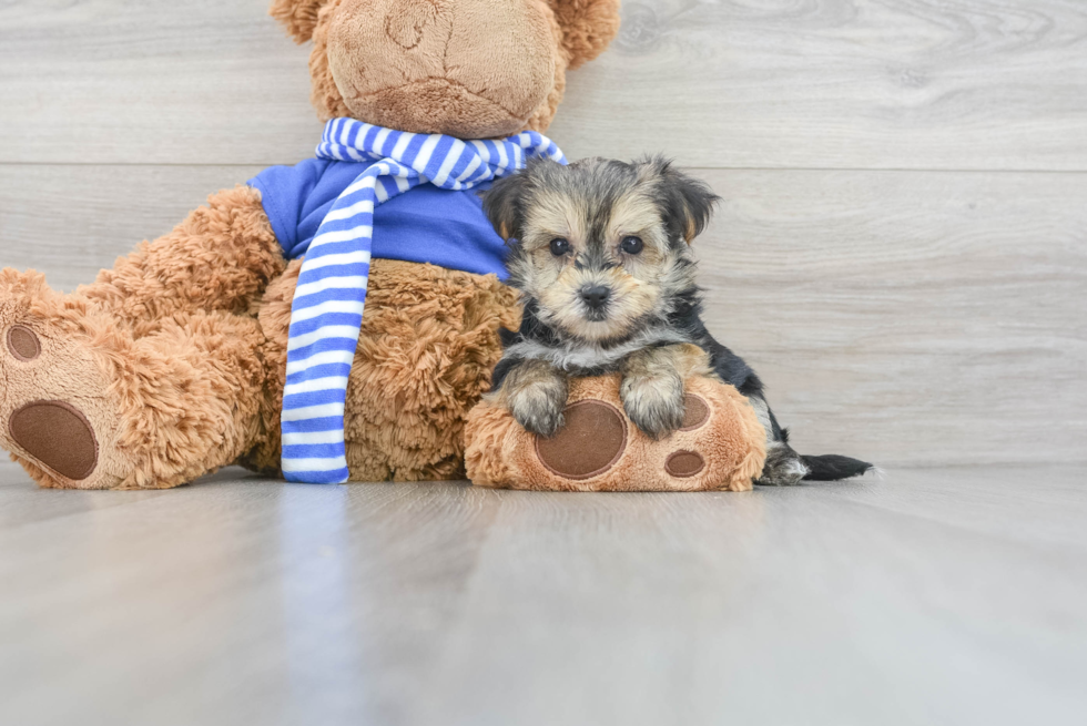 Morkie Pup Being Cute