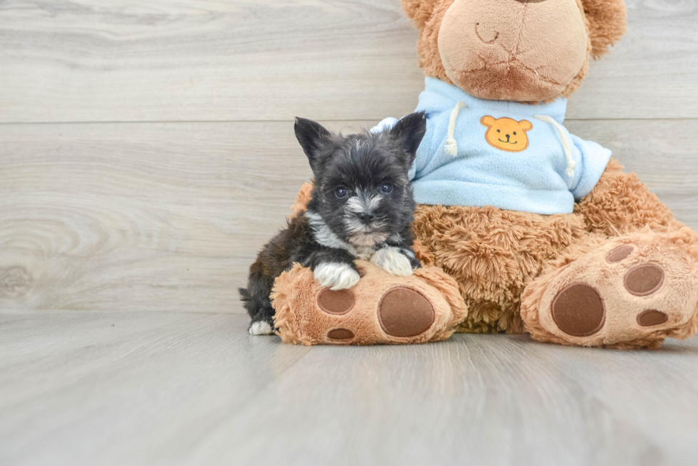 Morkie Pup Being Cute