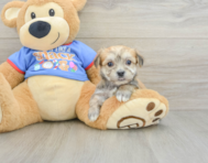 5 week old Morkie Puppy For Sale - Lone Star Pups
