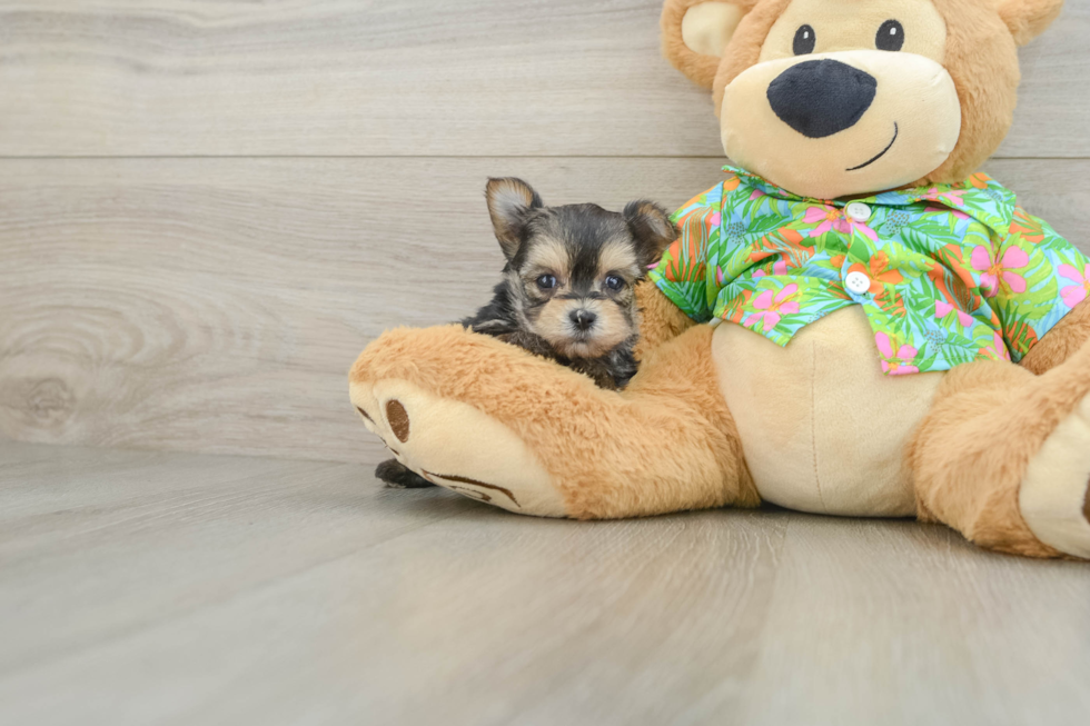 Cute Morkie Baby