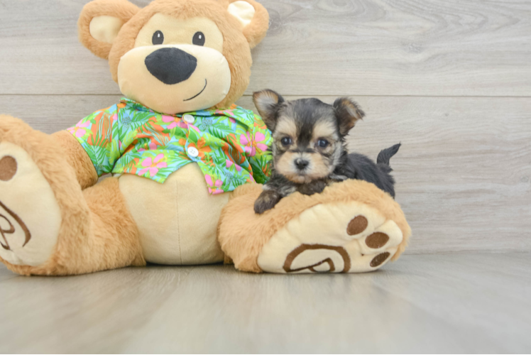 Petite Morkie Designer Pup