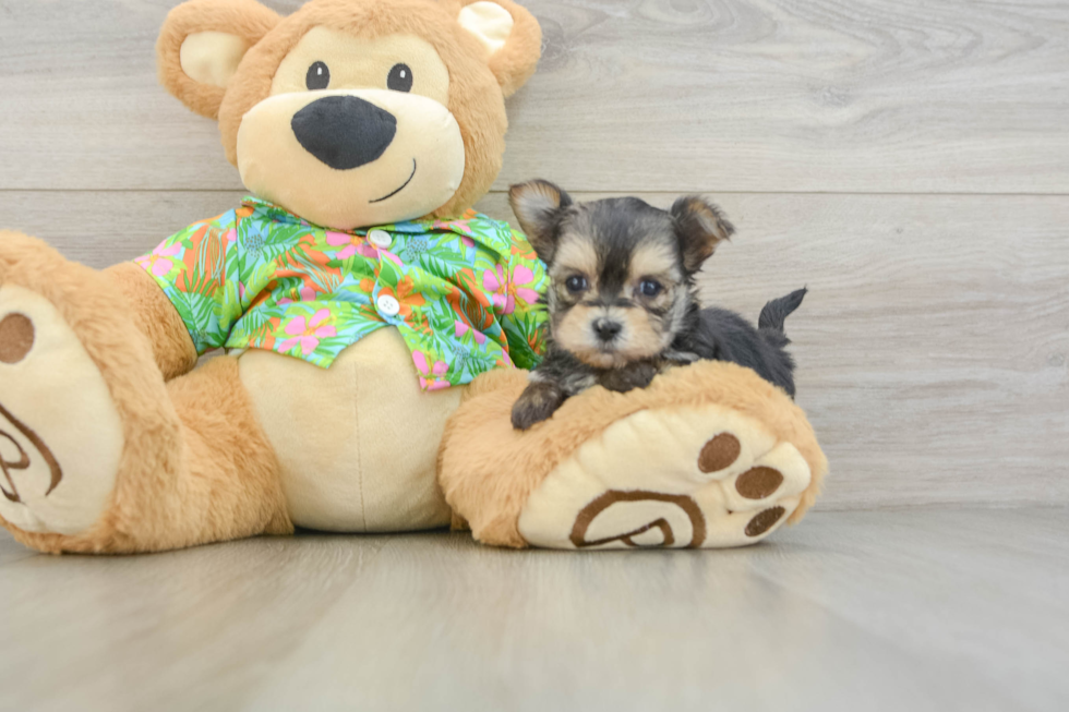 Petite Morkie Designer Pup