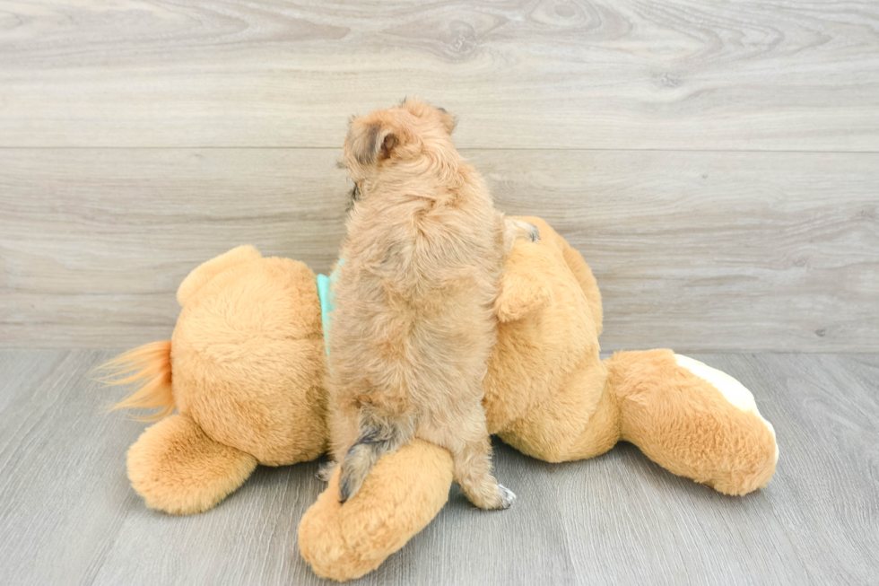 Petite Morkie Designer Pup