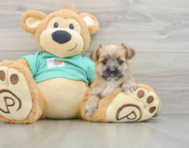 5 week old Morkie Puppy For Sale - Lone Star Pups