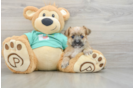 Popular Morkie Designer Pup