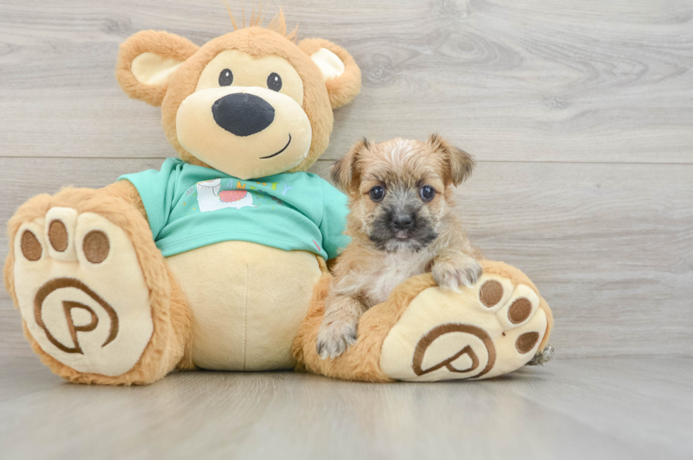 5 week old Morkie Puppy For Sale - Lone Star Pups