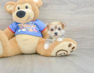 5 week old Morkie Puppy For Sale - Lone Star Pups