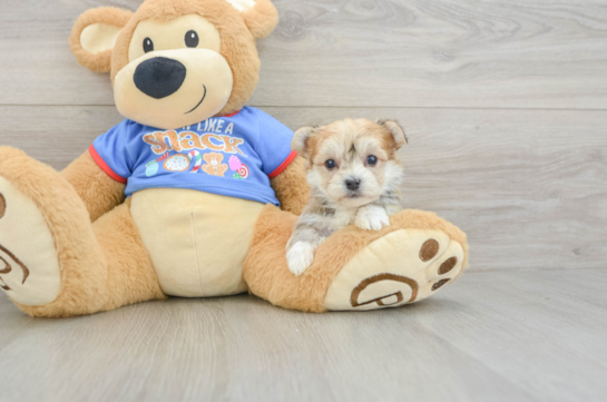 Happy Morkie Baby