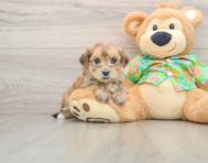 5 week old Morkie Puppy For Sale - Lone Star Pups