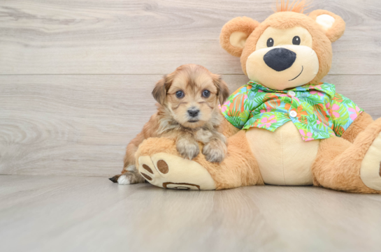 Funny Morkie Designer Pup