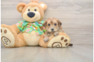 Adorable Malki Designer Puppy