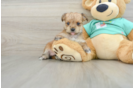 Petite Morkie Designer Pup