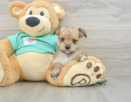 5 week old Morkie Puppy For Sale - Lone Star Pups