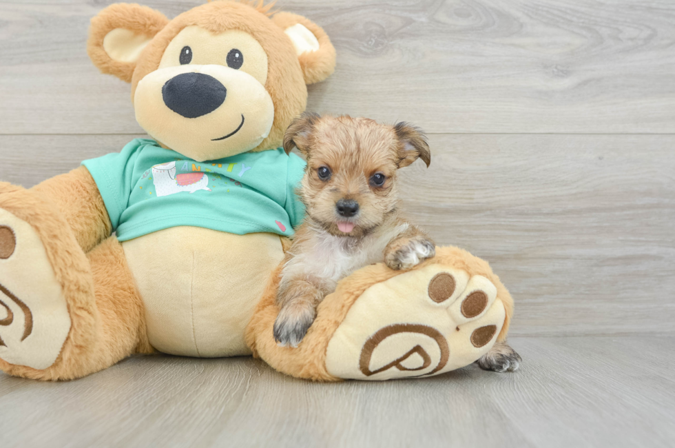 5 week old Morkie Puppy For Sale - Lone Star Pups