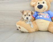 5 week old Morkie Puppy For Sale - Lone Star Pups