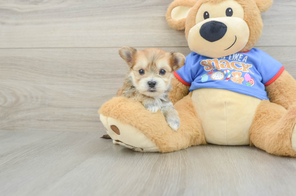 5 week old Morkie Puppy For Sale - Lone Star Pups