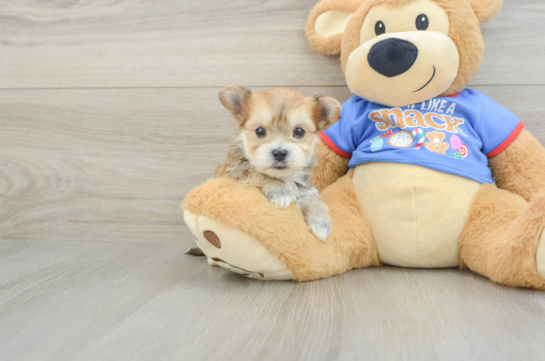 Best Morkie Baby