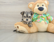 7 week old Morkie Puppy For Sale - Lone Star Pups
