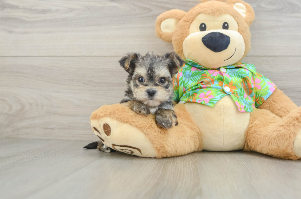6 week old Morkie Puppy For Sale - Lone Star Pups