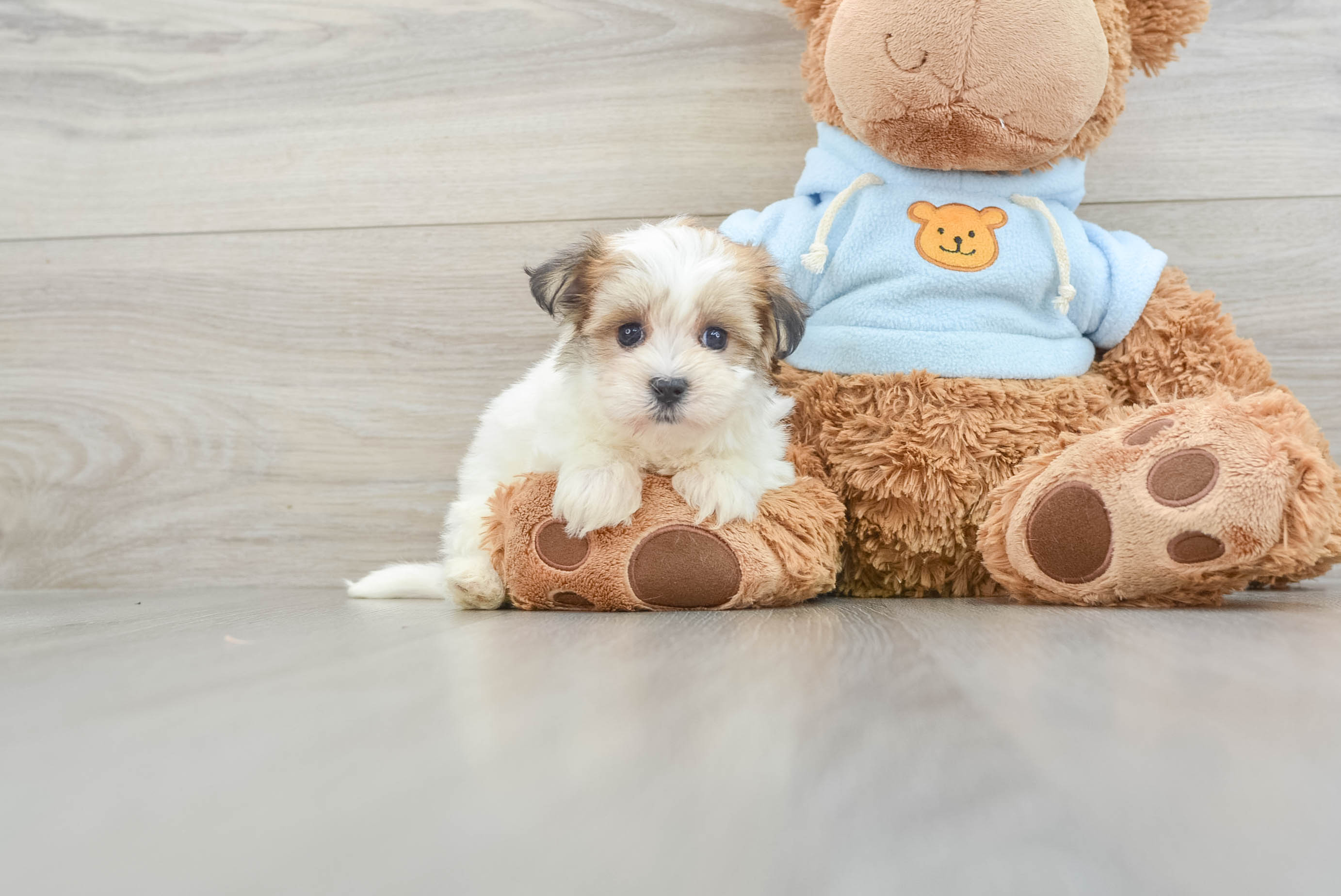 Morkie teddy bear dog online