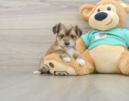 5 week old Morkie Puppy For Sale - Lone Star Pups