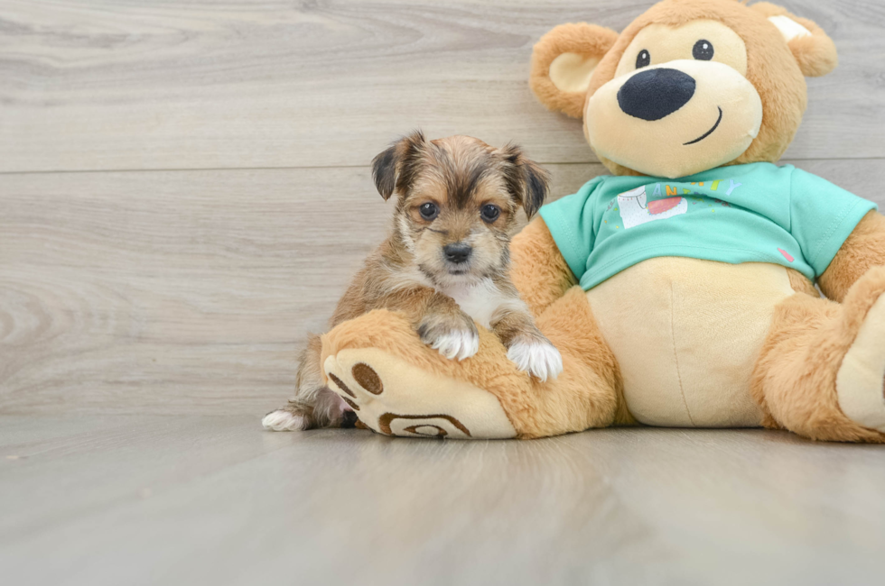 5 week old Morkie Puppy For Sale - Lone Star Pups