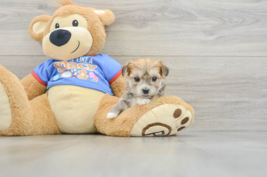 Best Morkie Baby