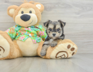 7 week old Morkie Puppy For Sale - Lone Star Pups