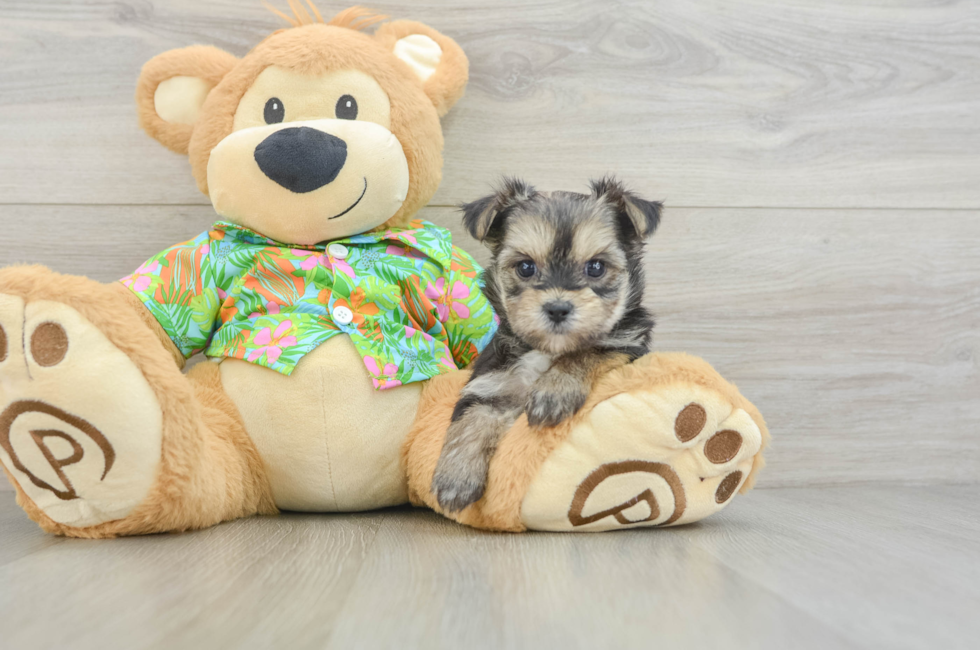 6 week old Morkie Puppy For Sale - Lone Star Pups
