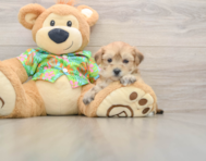 6 week old Morkie Puppy For Sale - Lone Star Pups