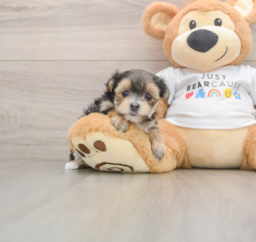 5 week old Morkie Puppy For Sale - Lone Star Pups