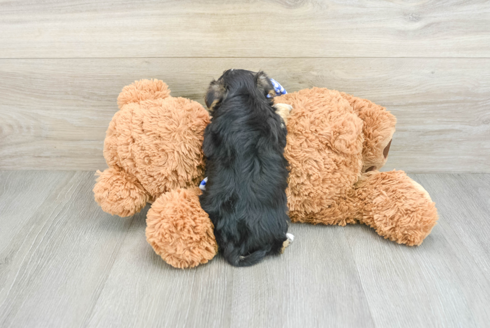 Morkie Pup Being Cute