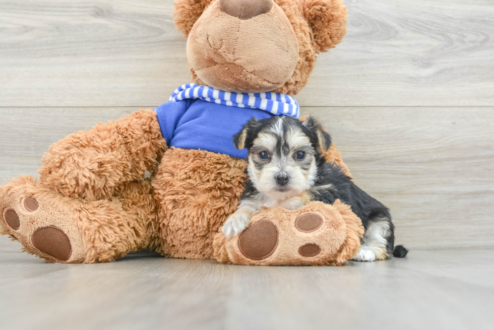 Morkie Pup Being Cute