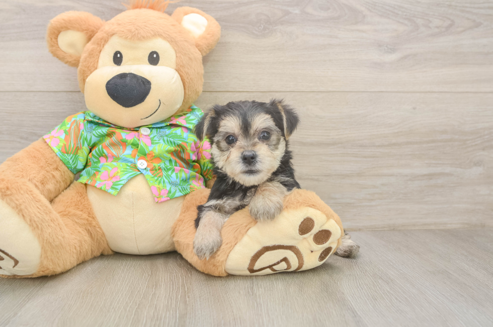 5 week old Morkie Puppy For Sale - Lone Star Pups