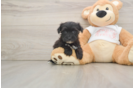 Small Morkie Baby