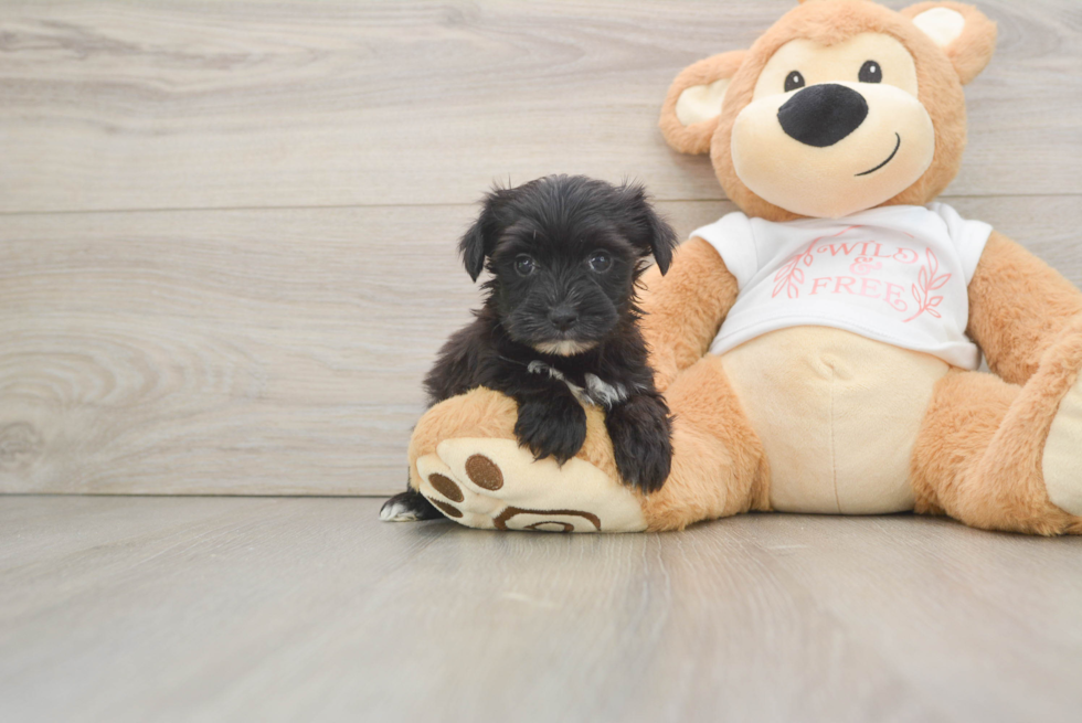 Small Morkie Baby