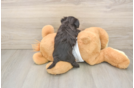 Morkie Puppy for Adoption